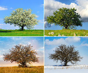 One tree shown in 4 seasons