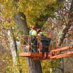 Two tree professionals performing tree removal in Bayville while in a bucket truck