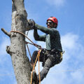 Professional wearing red helmet performing tree removal in Bayville